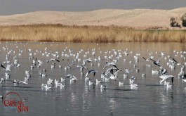 EshqAbad Wetland 2